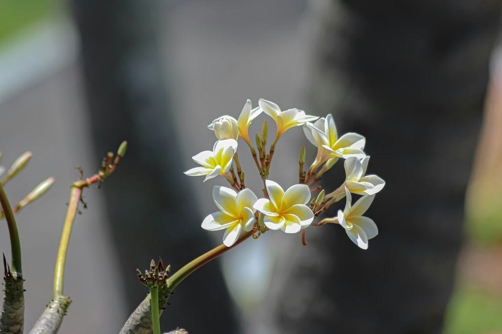 Frangipanier blanc en fleur