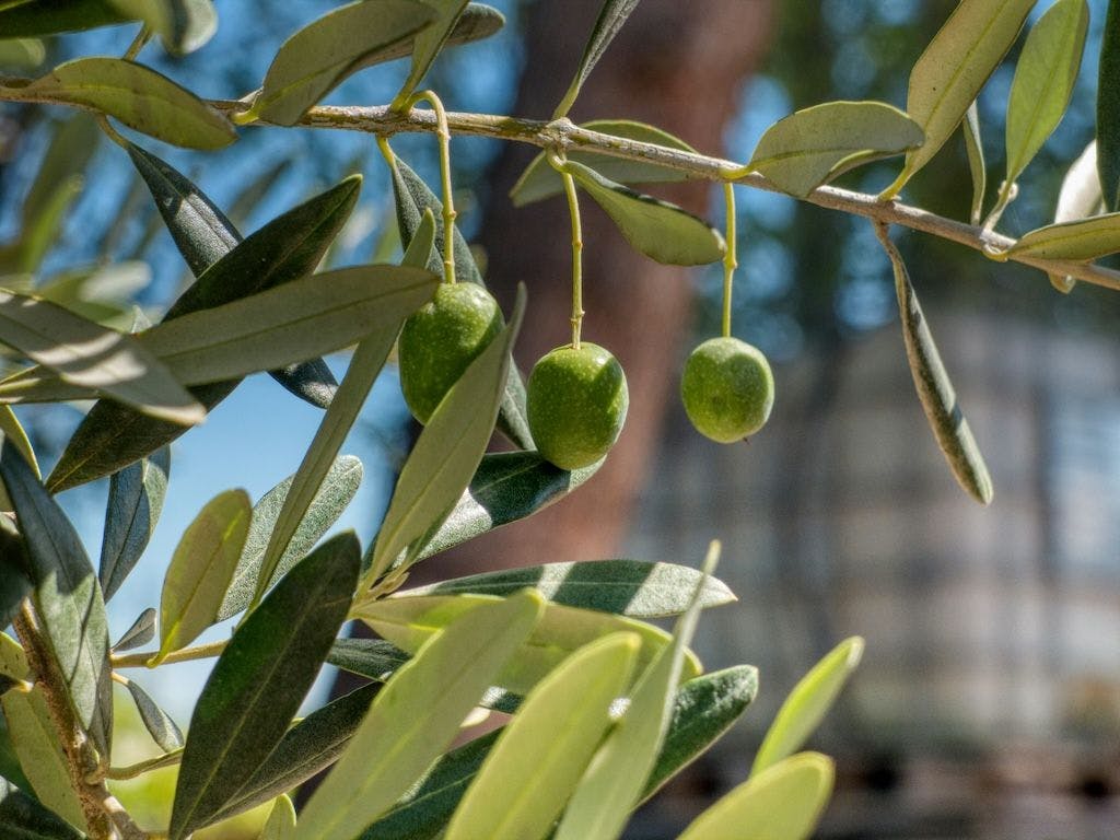 Olivier avec trois olives sur un branche