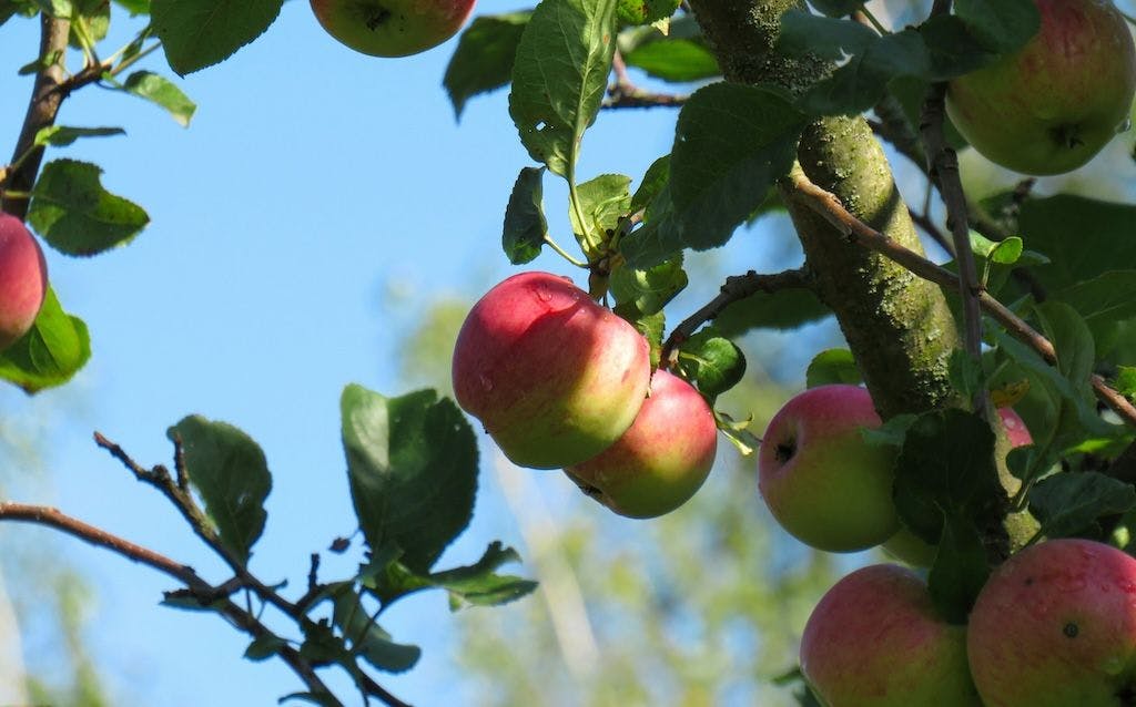 Pommier à pommes vertes et rouges
