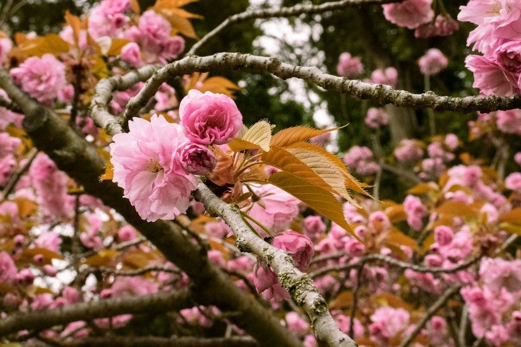 Un cerisier japonais kanzan en fleur
