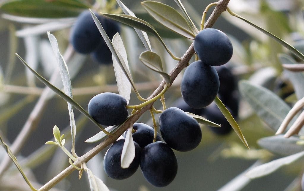 Olives noires sur un arbre