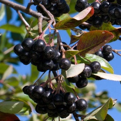Un Aronie compacte à fruits noirs Hugin