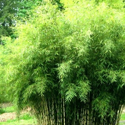 Un Bambou Fargesia Angustissima