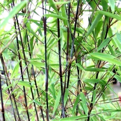 Un Bambou Fargesia Black Pearl