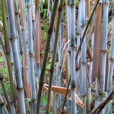 Un Bambou Fargesia Bleu