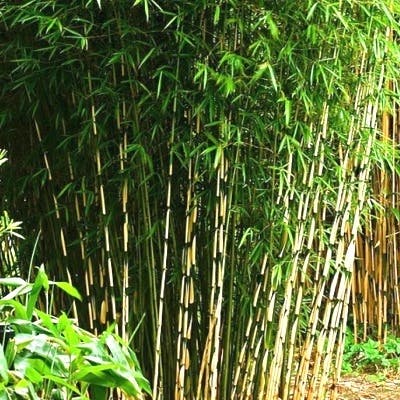Un Bambou Fargesia Campbell