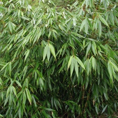 Un Bambou Fargesia Formidable Wenchuan