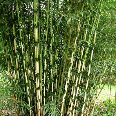 Un Bambou Fargesia Pingwu