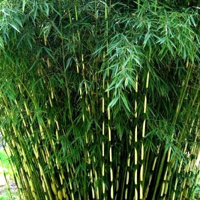 Un Bambou Fargesia robusta