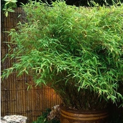 Un Bambou Fargesia Rufa