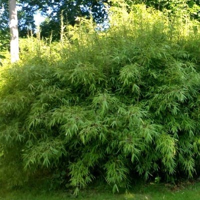 Un Bambou Fargesia Rufa pot de 10L