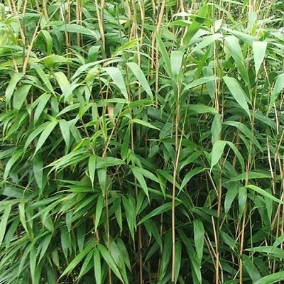 Un Bambou Métaké