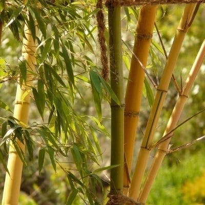 Un Bambou Phyllostachys Aureocaulis
