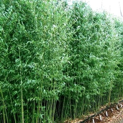 Un Bambou Phyllostachys Bissetii