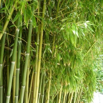 Un Bambou Phyllostachys humilis