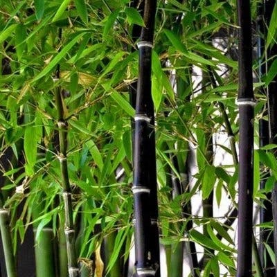 Un Bambou Phyllostachys nigra