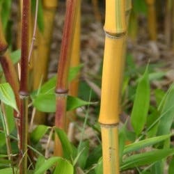 Un Bambou Phyllostachys Spectabilis