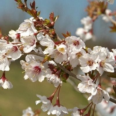 Un Cerisier du Japon nain Kojo No Mai