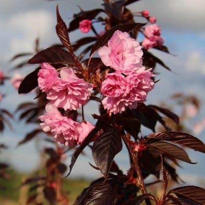 Un Cerisier du Japon Royal Burgundy