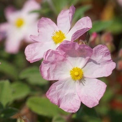 Un Ciste couvre-sol à fleurs roses