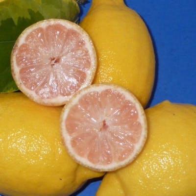 Un Citron à pulpe rouge
