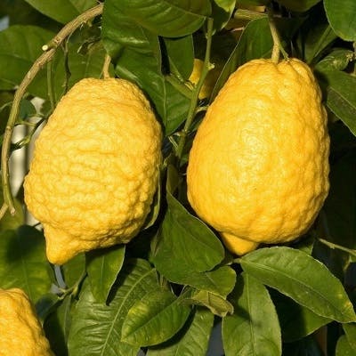Un Citron Cédrat Géant