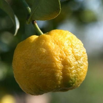 Un Citron doux Pursha