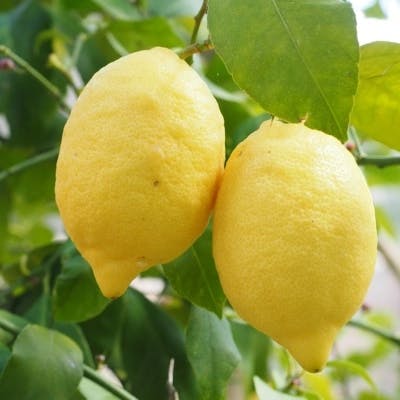 Un Citron Verna