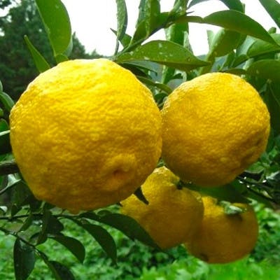 Un Citron Yuzu