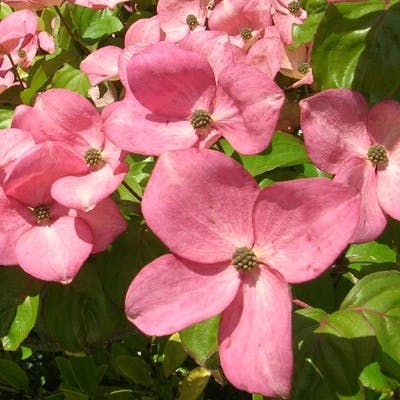 Un Cornus à fleurs roses Satomi