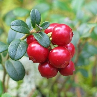 Un Cranberry