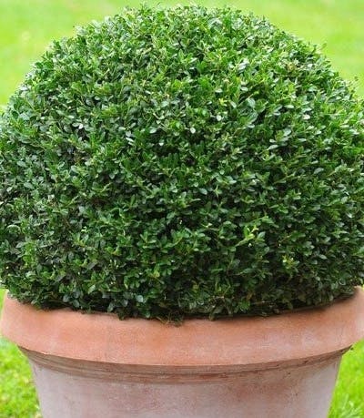 Un Houx crénélé Green Hedge