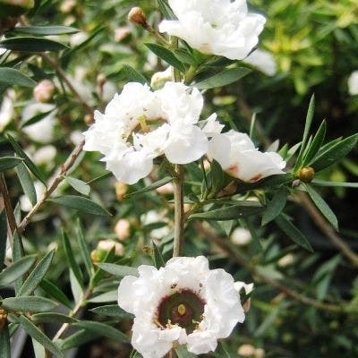 Un Leptospermum Snow Fluries blanc double