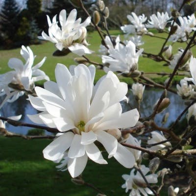 Un Magnolia étoilé