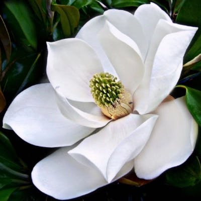 Un Magnolia persistant Francois Treyves