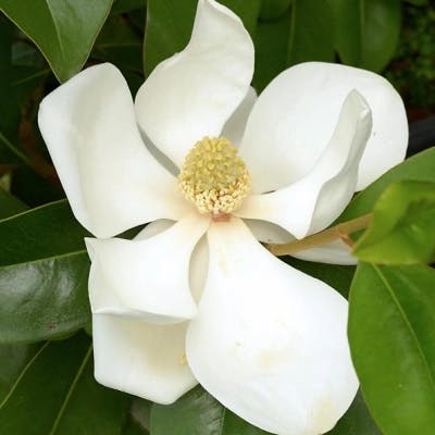 Un Magnolia persistant Le Nantais
