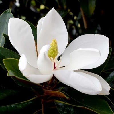 Un Magnolia persistant Little Gem