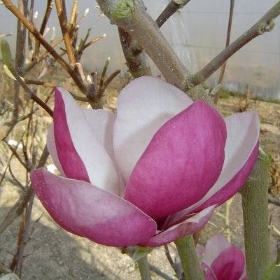 Un Magnolia Rustica Rubra