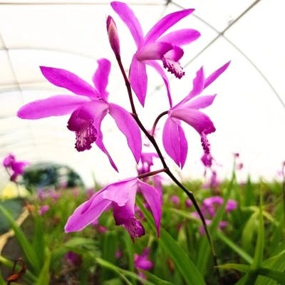 Un Orchidée Jacinthe