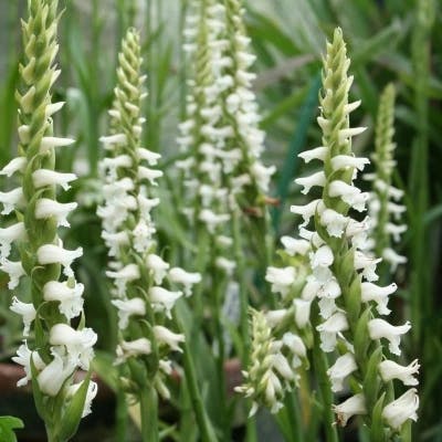 Un Orchidée Spiranthes Chadd's Ford