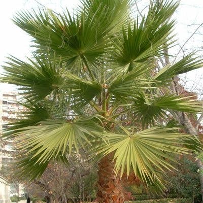 Un Palmier rustique à jupon