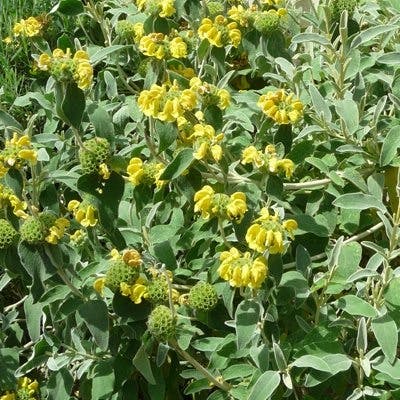 Un Phlomis jaune arbustif de Bourgaei