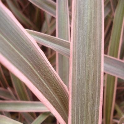 Un Phormium Pink Stripe Lin de Nouvelle Zélande