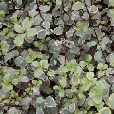 Un Pittosporum à petites feuilles Victoria