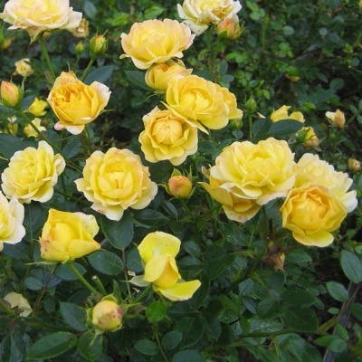 Un Rosier Paysager Yellow Fairy