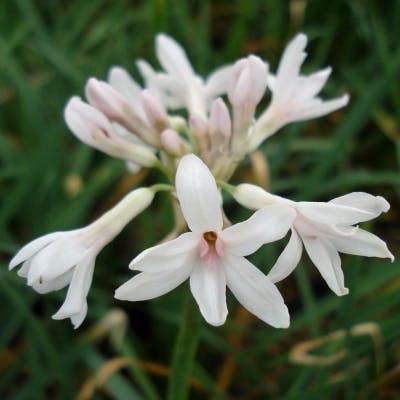 Un Tulbaghia à fleurs blanches