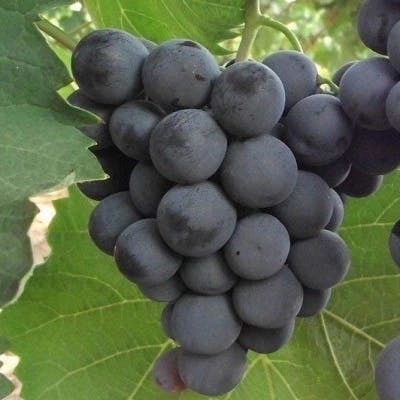 Un Vigne noire Alphonse Lavallée