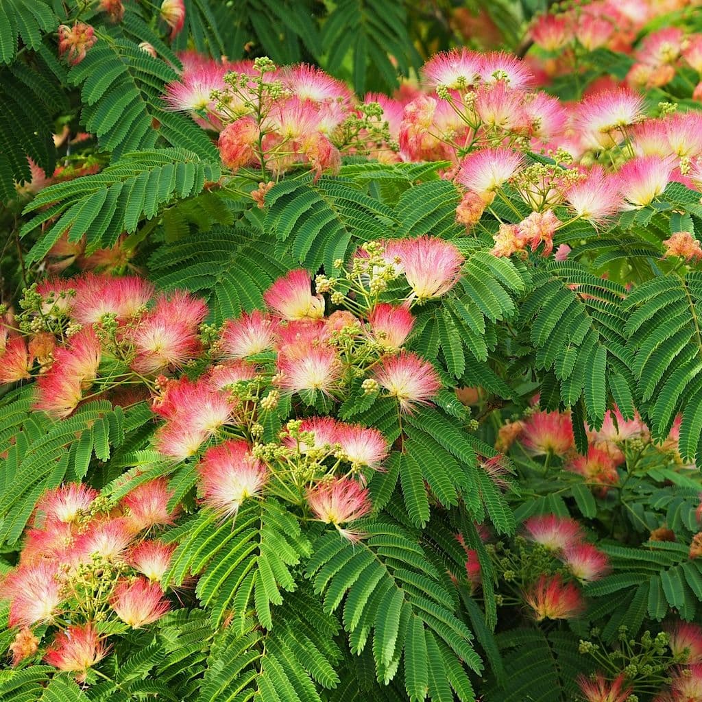 Albizia Grande taille