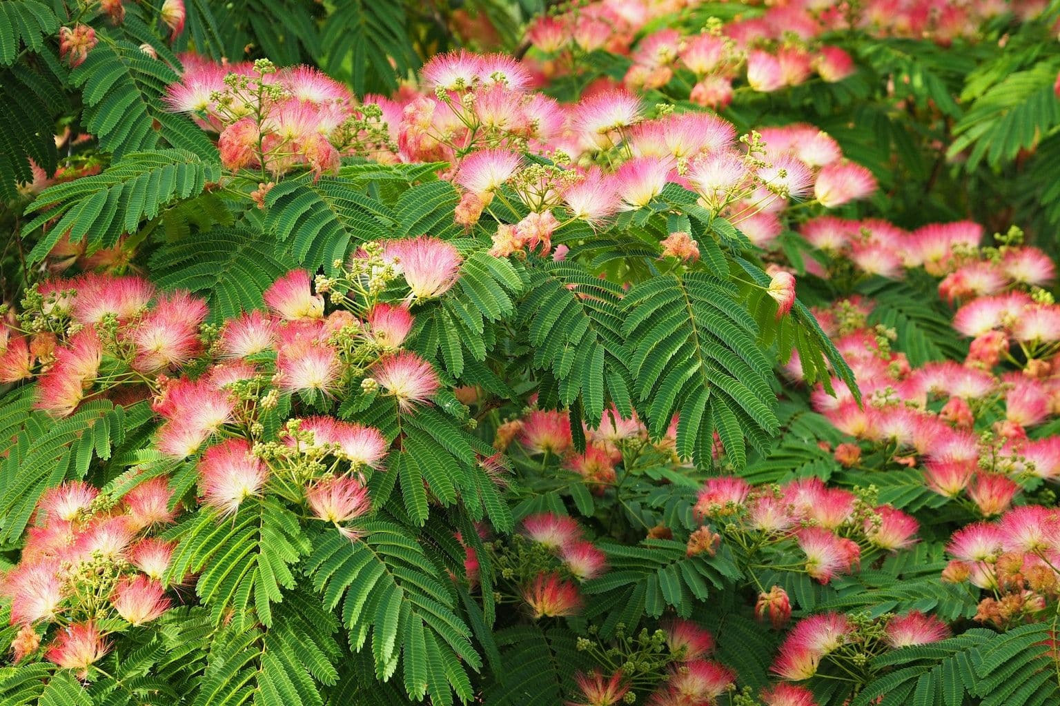 Albizia