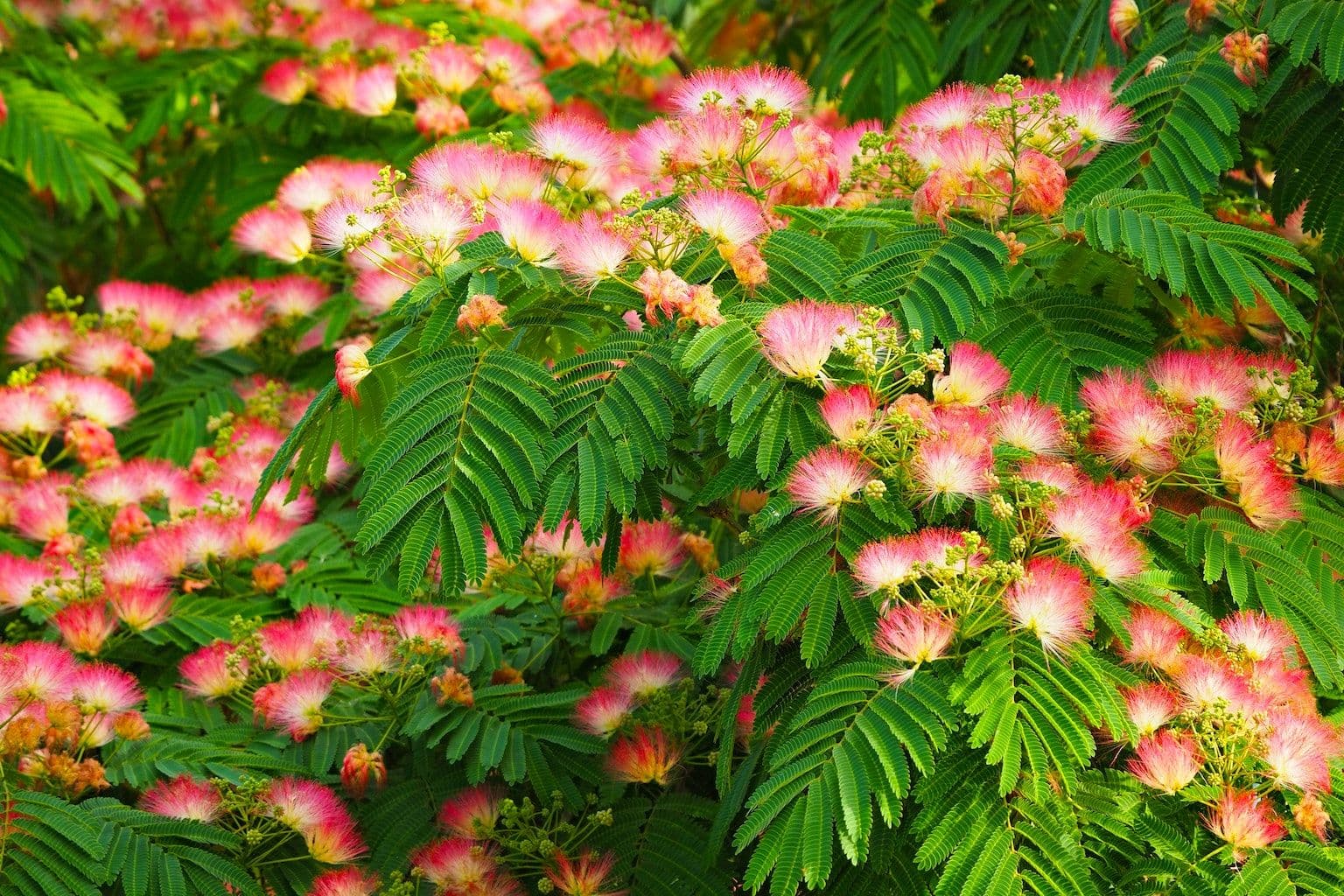 Albizia